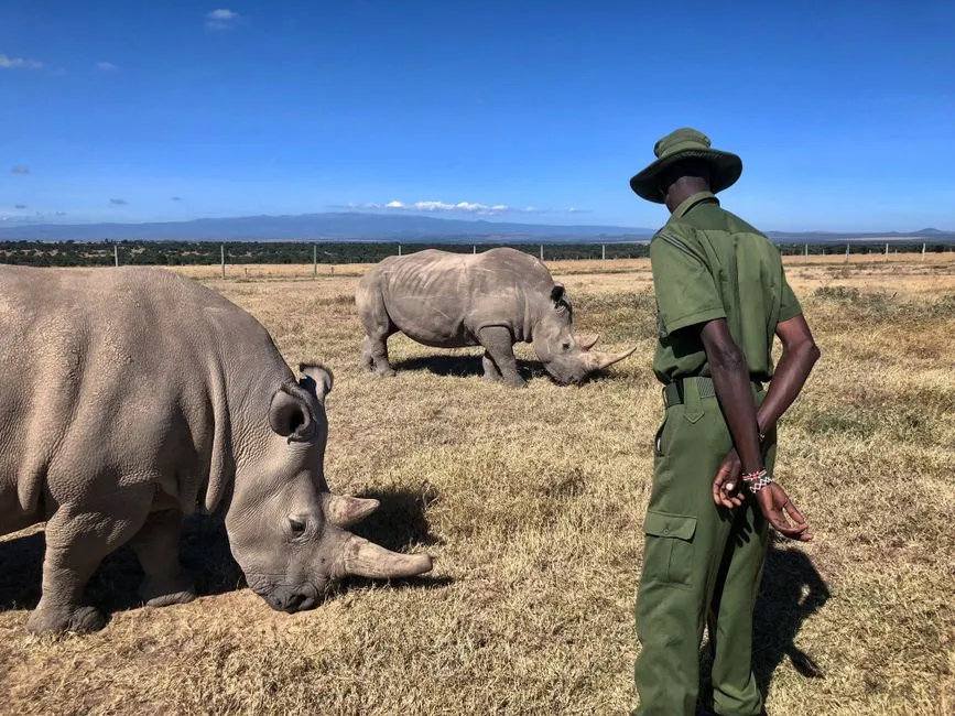 What Rhino Conservation Actually Does